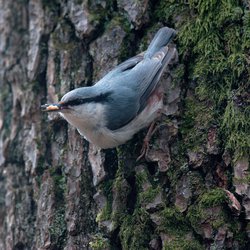 Nuthatch