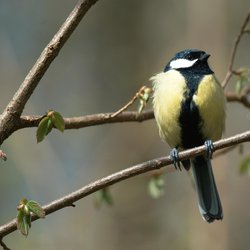 Great Tit
