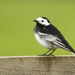 White Wagtail