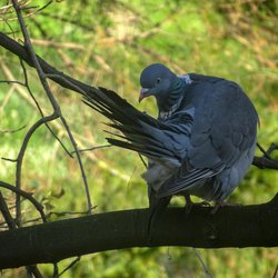 Woodpigeon