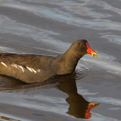 Moorhen