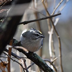Goldcrest