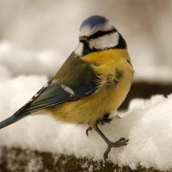 Blue Tit