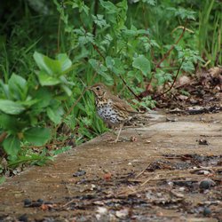 Song Thrush