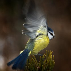 Blue Tit