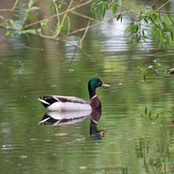 Mallard