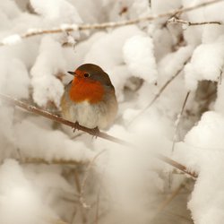 Robin