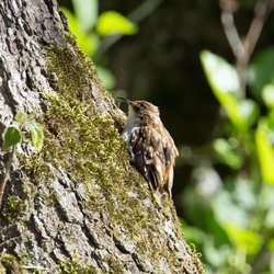 Treecreeper