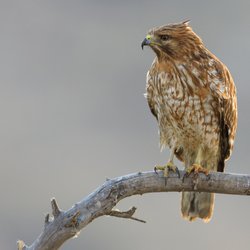 Buzzard