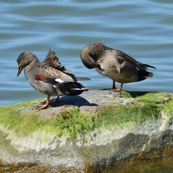 Gadwall