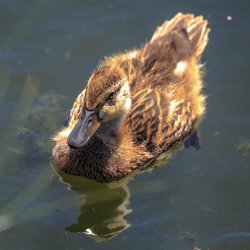 Mallard