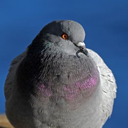 Feral Pigeon