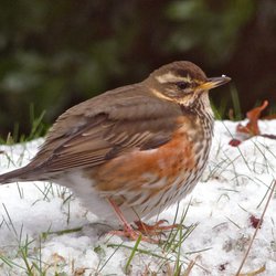 Redwing