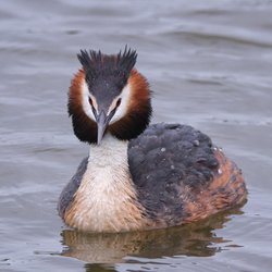 Great Crested Grebe