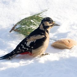 Great Spotted Woodpecker