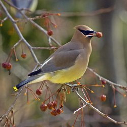 Bohemian Waxwing