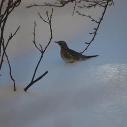 Mistle Thrush