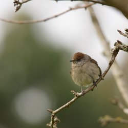 Blackcap