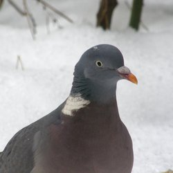 Woodpigeon