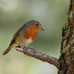 Robin