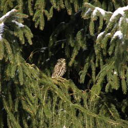 Little Owl