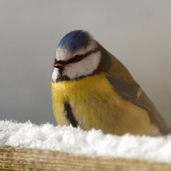 Blue Tit