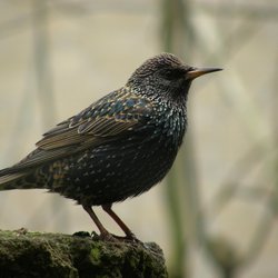 Starling