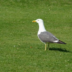 Lesser Black-backed Gull