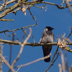 Hooded crow