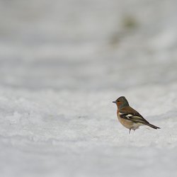 Chaffinch