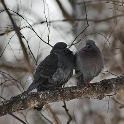 Feral Pigeon