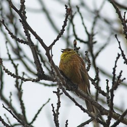 Yellowhammer