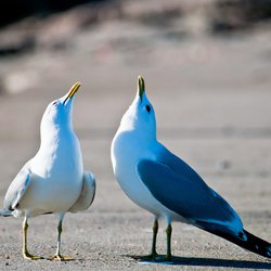 Common Gull