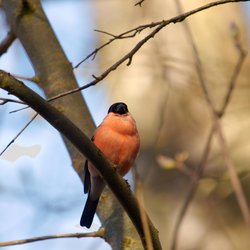 Bullfinch