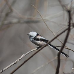 Long-tailed Tit