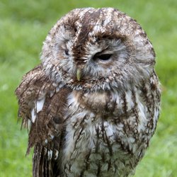 Tawny Owl
