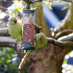 Ring-necked parakeet