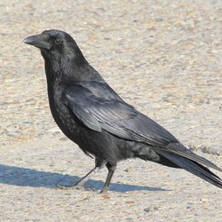 Carrion Crow