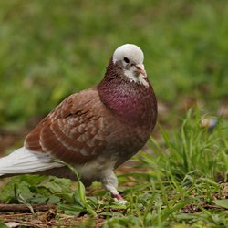 Feral Pigeon