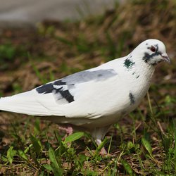 Feral Pigeon