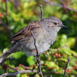 Dunnock