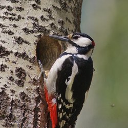 Great Spotted Woodpecker