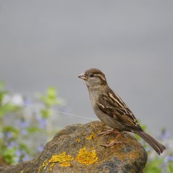 House Sparrow