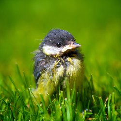 Great Tit