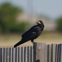Rook