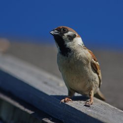 Tree Sparrow