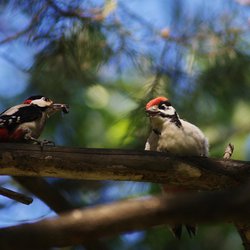 Great Spotted Woodpecker