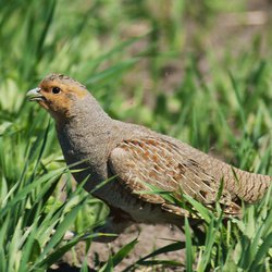Grey Partridge