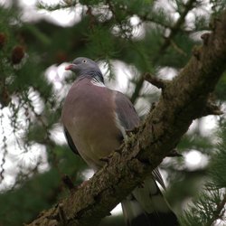 Woodpigeon