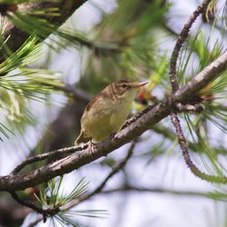 Chiffchaff